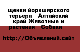 щенки йоркширского терьера - Алтайский край Животные и растения » Собаки   